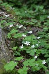Dwarf Bramble