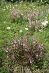 Sickletop Lousewort