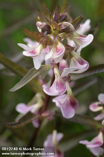 Pedicularis racemosa