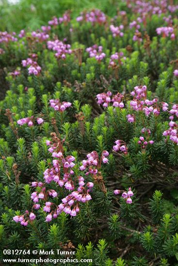 Phyllodoce empetriformis
