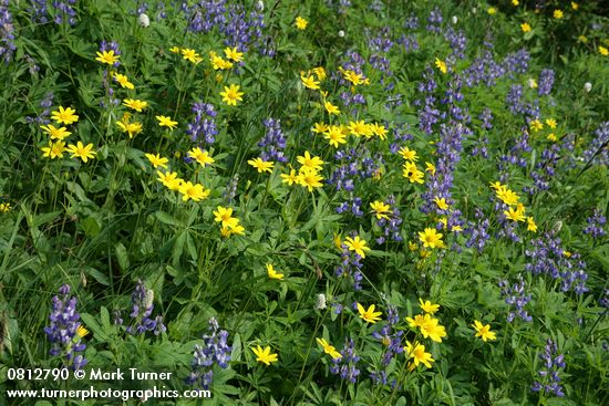 Arnica latifolia; Lupinus latifolius