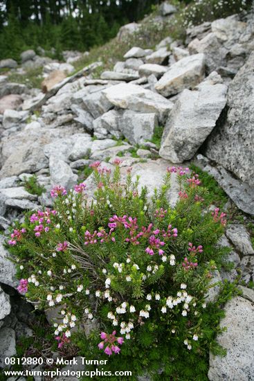 Cassiope mertensiana; Phyllodoce empetriformis