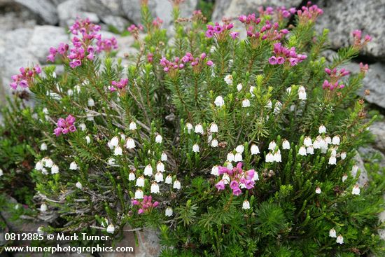 Cassiope mertensiana; Phyllodoce empetriformis