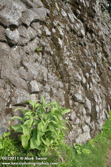Veratrum viride
