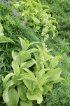Green Corn Lilies