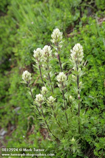 Castilleja parviflora