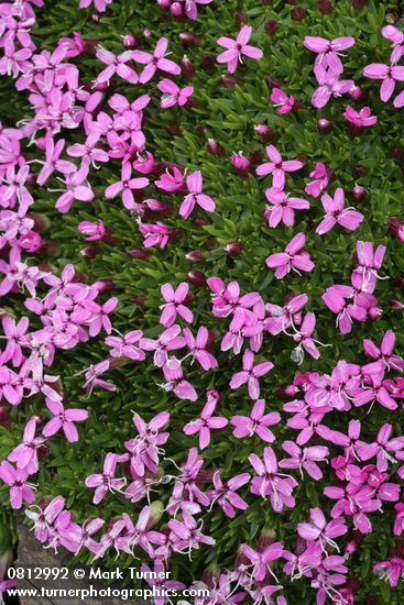 Silene acaulis