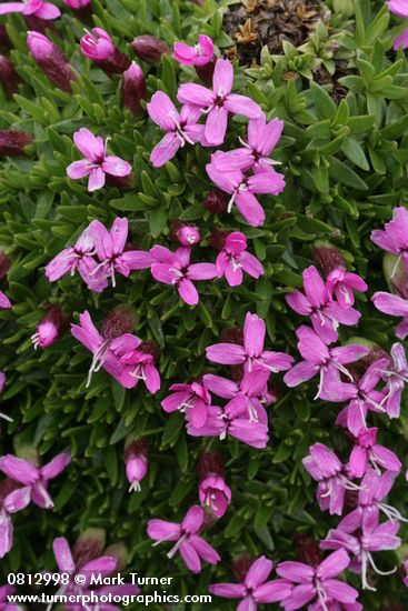 Silene acaulis