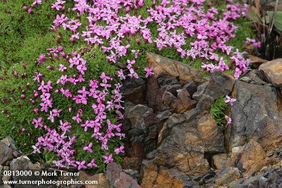 Silene acaulis