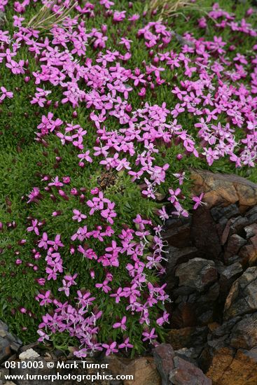 Silene acaulis