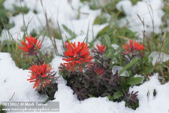 Castilleja rupicola