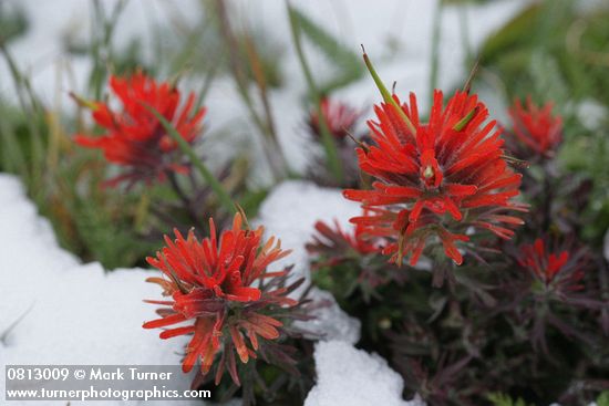 Castilleja rupicola
