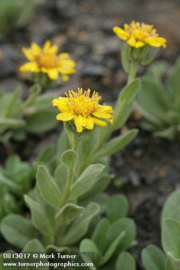 Tonestus lyallii (Haplopappus lyallii)
