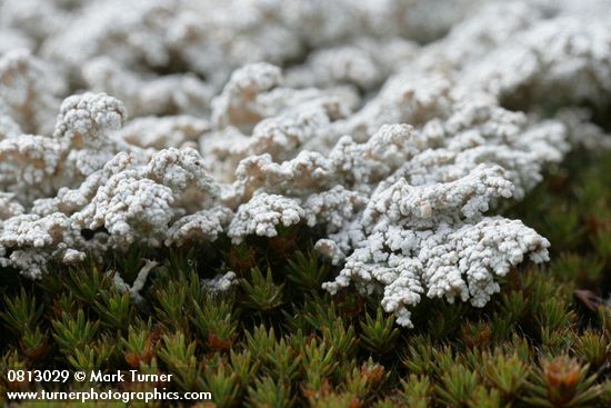 Stereocaulon tomentosum