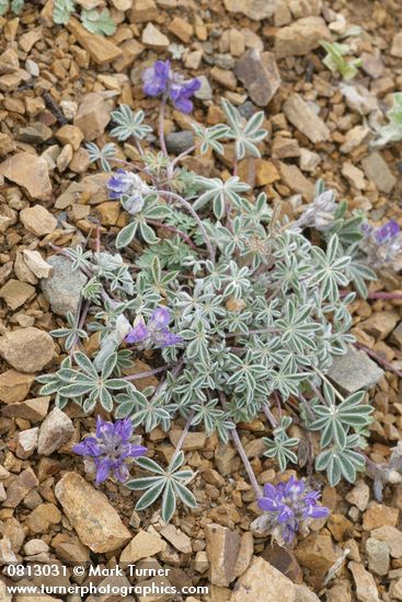 Lupinus lepidus var. lobbii