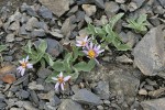 Arctic Asters on scree