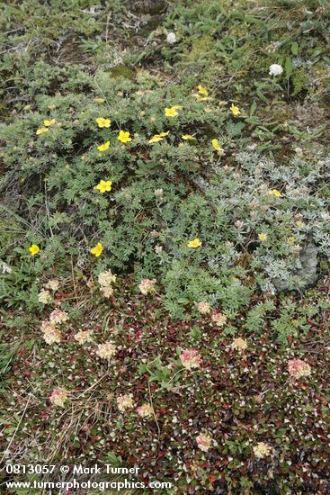 Dasiphora floribunda; Eriogonum umbellatum