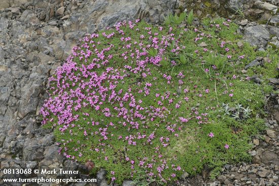 Silene acaulis