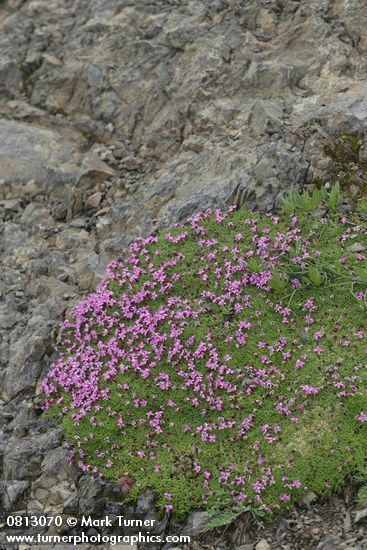 Silene acaulis