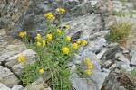 Alpine Goldenrod