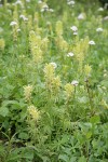 Bracted Lousewort w/ Sitka Valerian