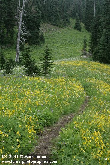 Arnica latifolia