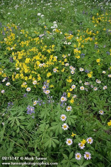 Erigeron peregrinus; Arnica latifolia