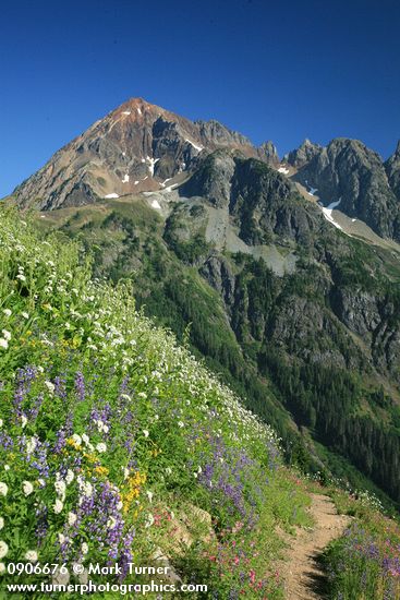 Valeriana sitchensis; Lupinus latifolius