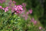 Fireweed