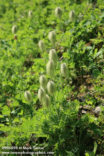 Anemone occidentalis (Pulsatilla occidentalis)