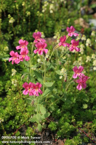 Erythranthe lewisii