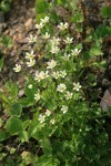 Fringed Grass of Parnassis