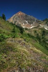 Partridgefoot on rocky ridge w/ Mt. Larrabee bkgnd