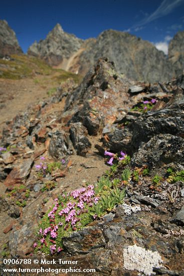 Silene acaulis