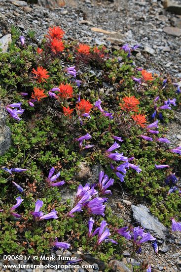 Penstemon davidsonii; Castilleja rupicola