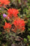 Cliff Paintbrush