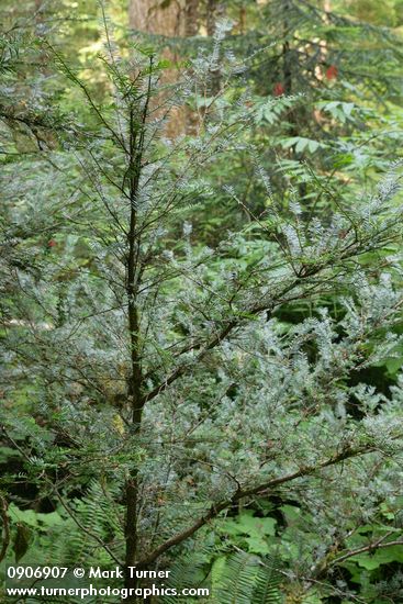 Taxus brevifolia