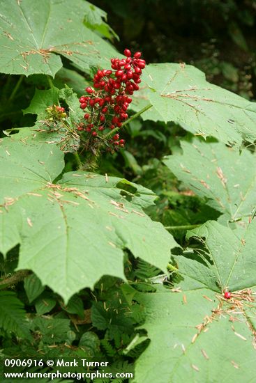 Oplopanax horridus