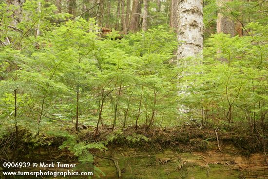 Tsuga heterophylla
