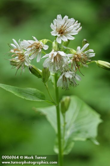 Prenanthes alata