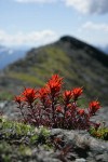 Cliff Paintbrush