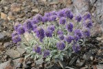 Silky Phacelia