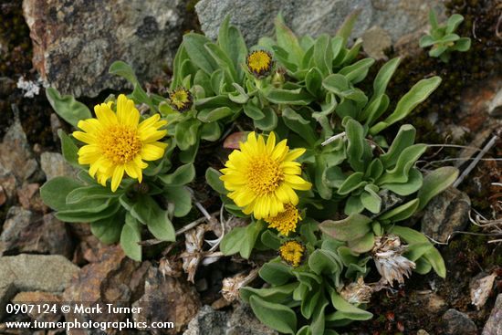 Erigeron aureus