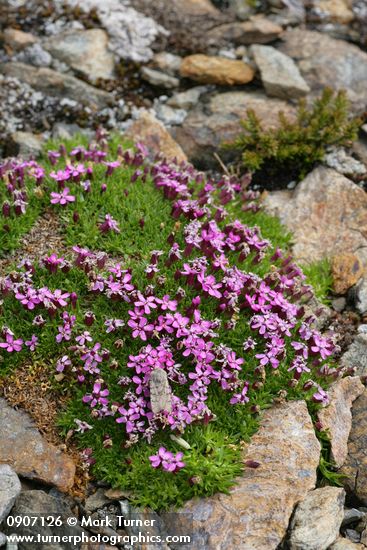 Silene acaulis