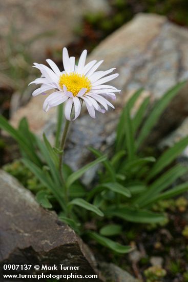 Aster alpigenus var. alpigenus (Oreostemma alpigenum var. alpigenum)