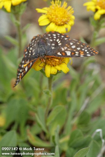 Erigeron aureus; Euphydryas editha