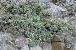 Chelan Rockmat