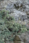Chelan Rockmat