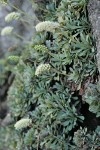 Chelan Rockmat blossoms & foliage