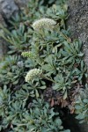 Chelan Rockmat blossoms & foliage